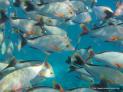 Thumbnail for Fish